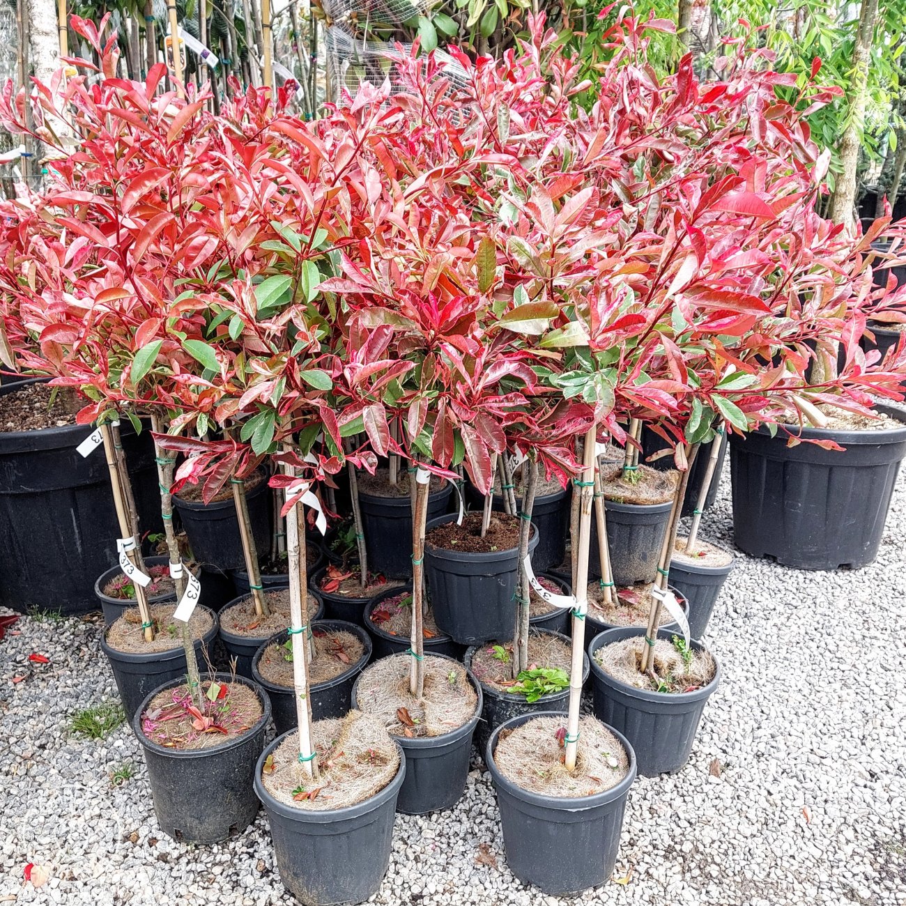 Obrázok Červienka fraserova (Photinia fraseri) ´PINK MARBLE´ - výška 90-100 cm, kont. C7L - NA KMIENKU